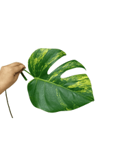 Monstera Aurea Stecklinge
